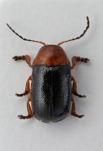 Cryptocephalus tardus